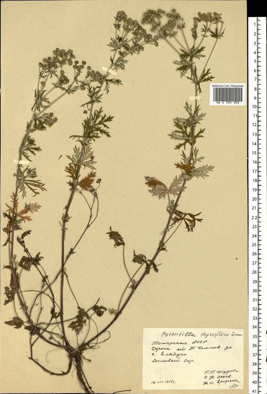 Лапчатка астраханская