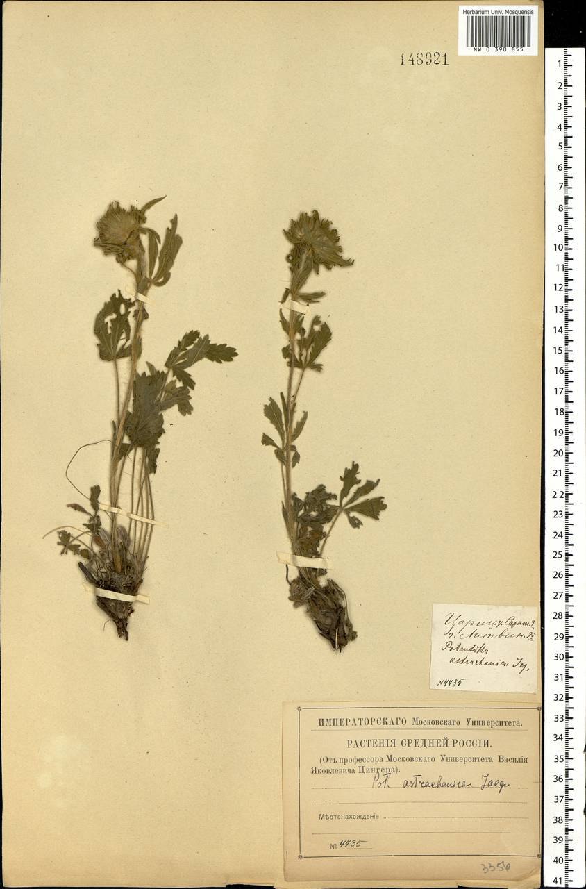Лапчатка Волжская