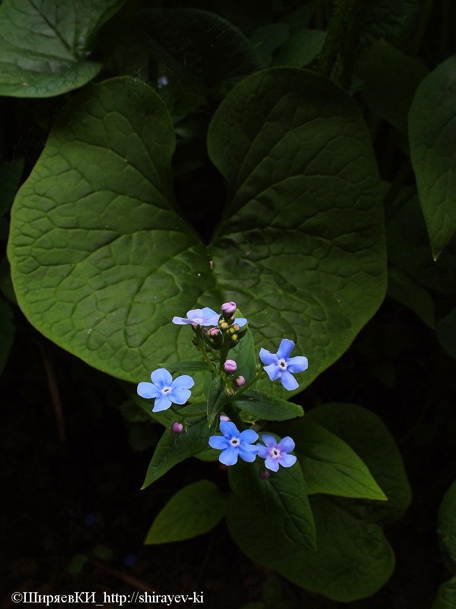 Незабудочник енисейский