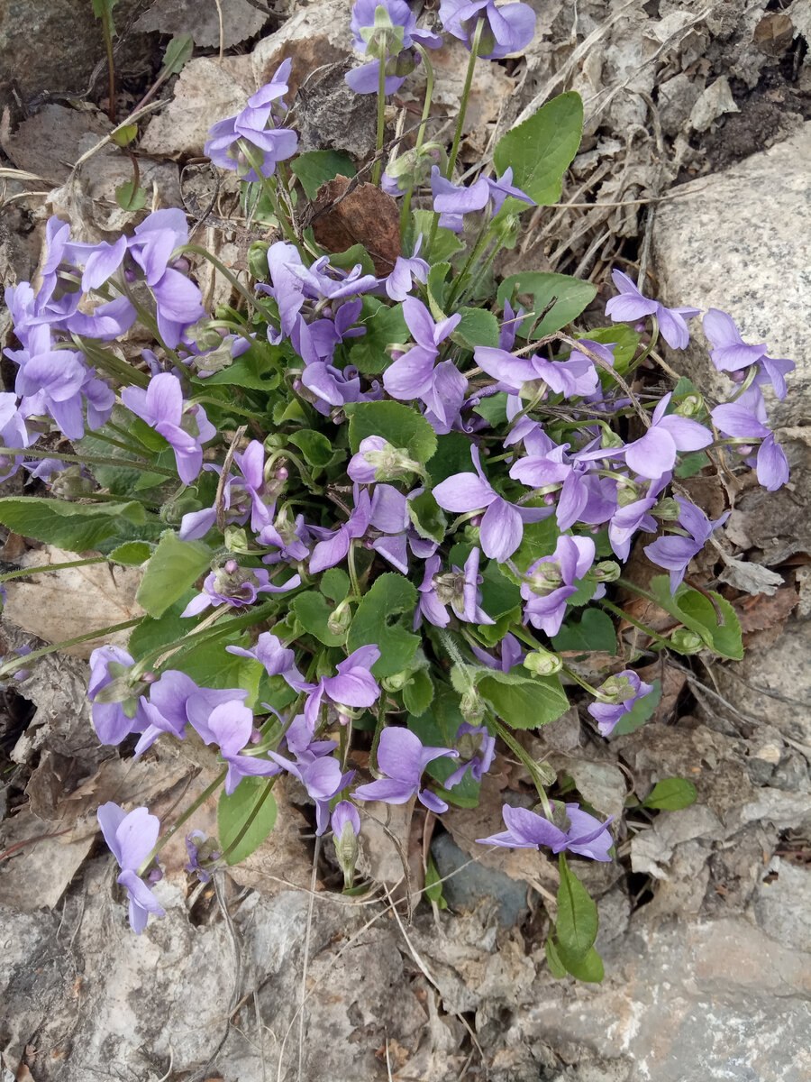 Почвопокровная Вероника Горная