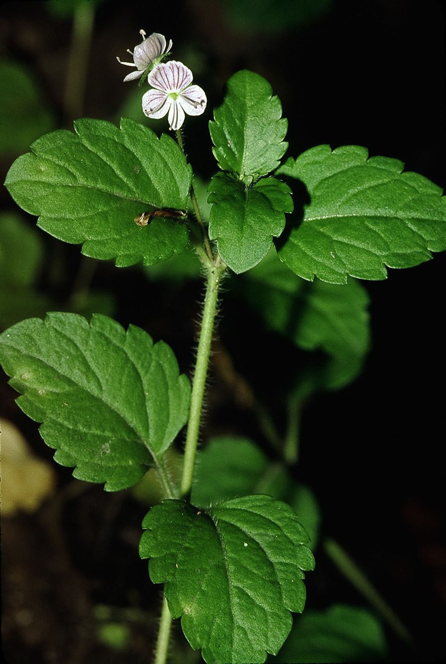 Вероника колосковая Ромили перпл