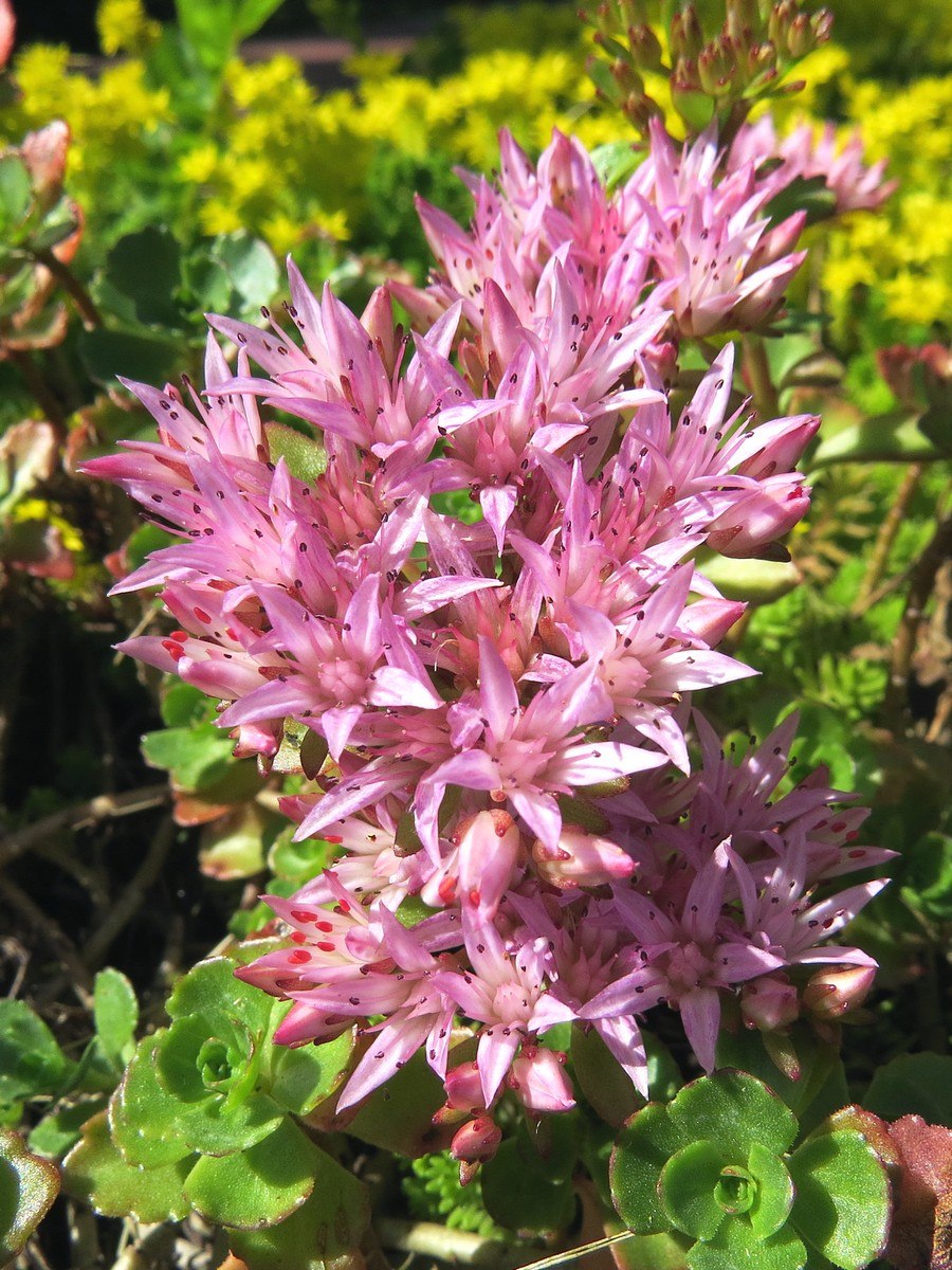 Очиток ложный