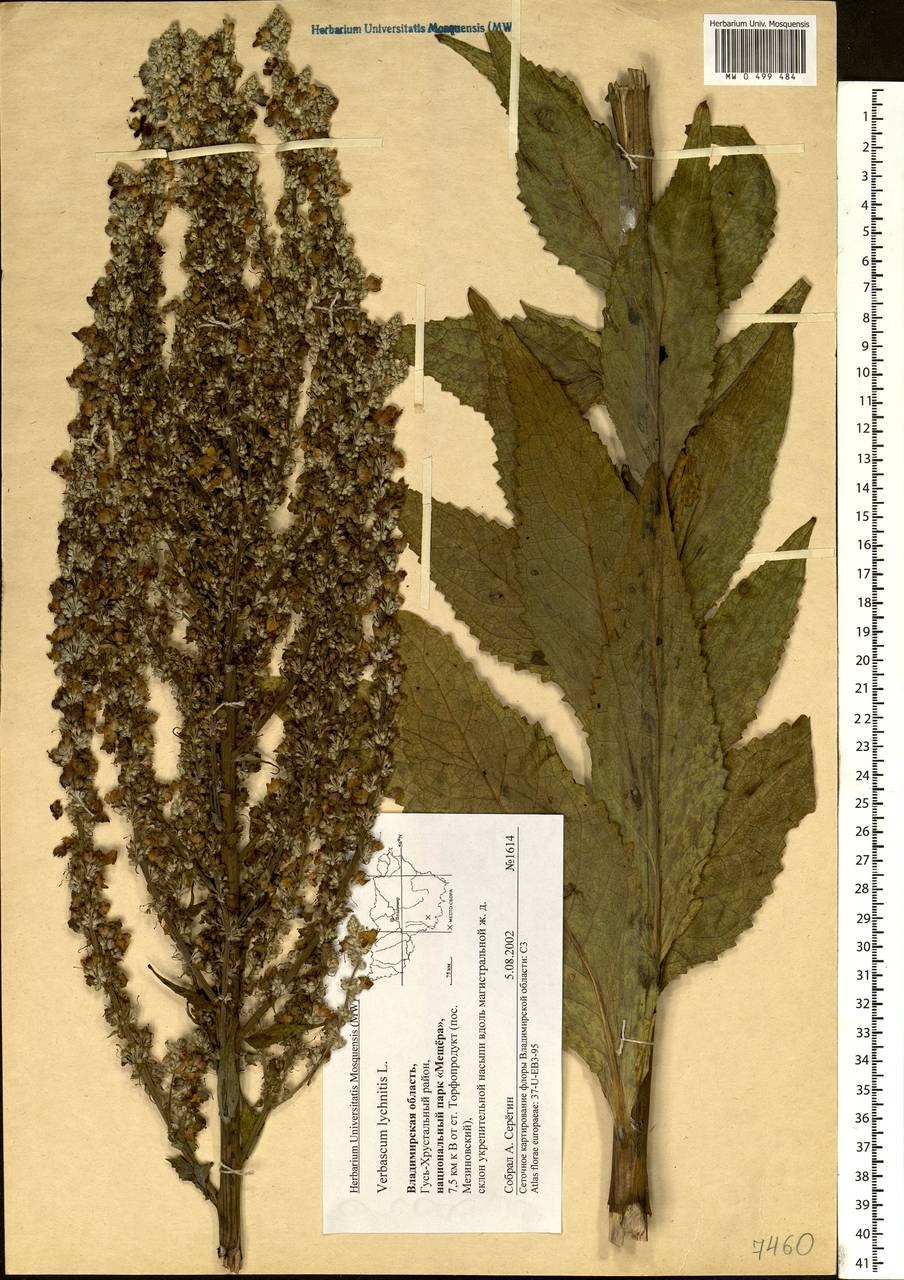 Коровяк мучнистый