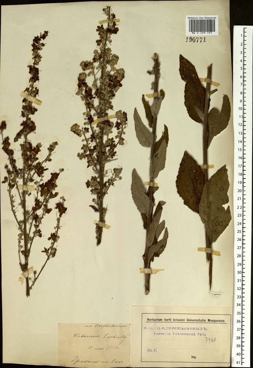 Коровяк длиннолистный