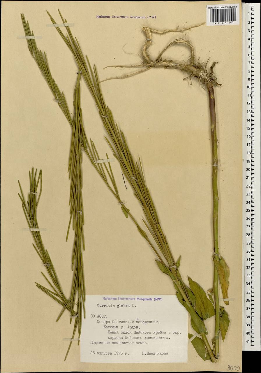 Persicaria MITIS Горец мягкий