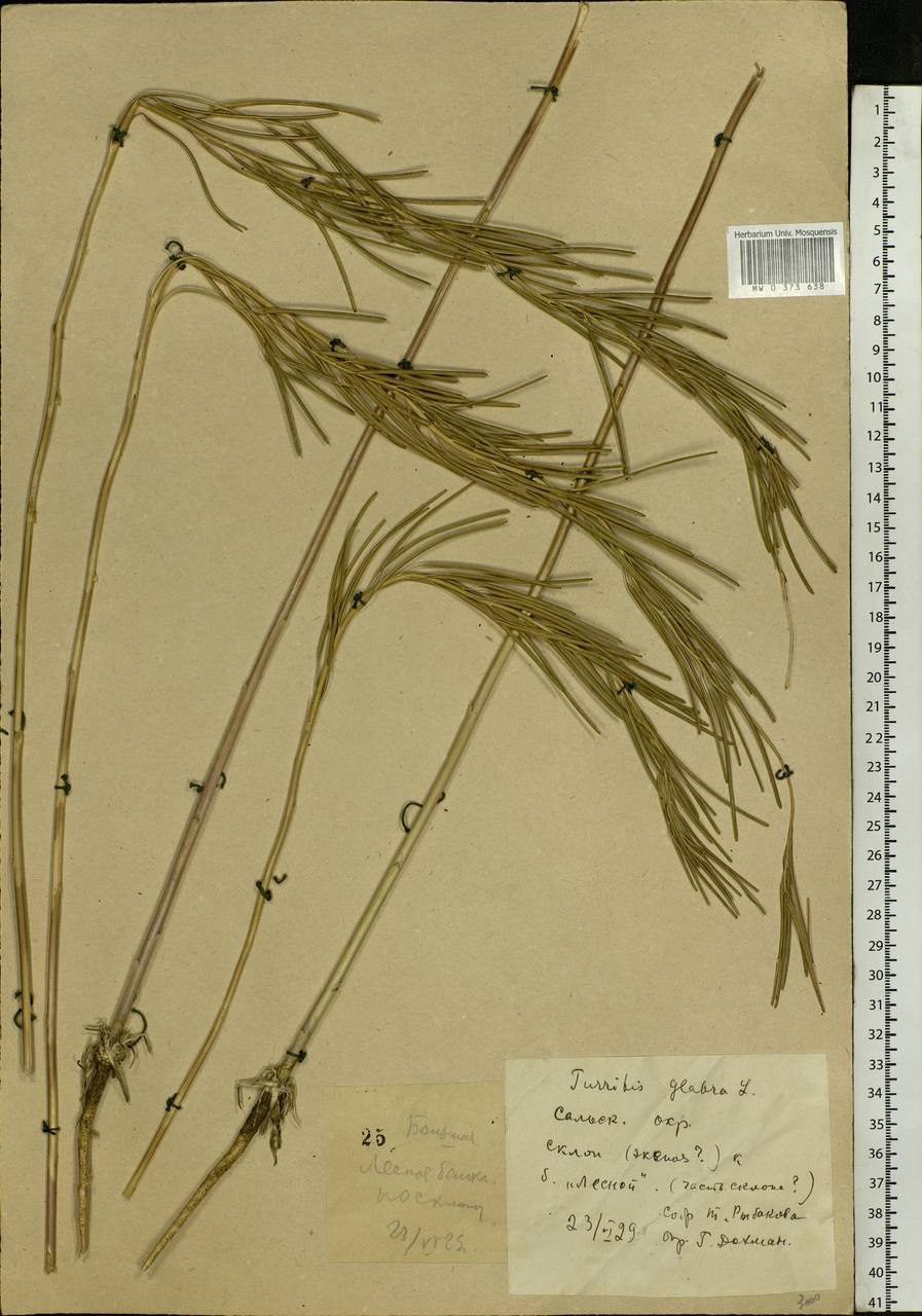 Turritis glabra l.иллюстрация