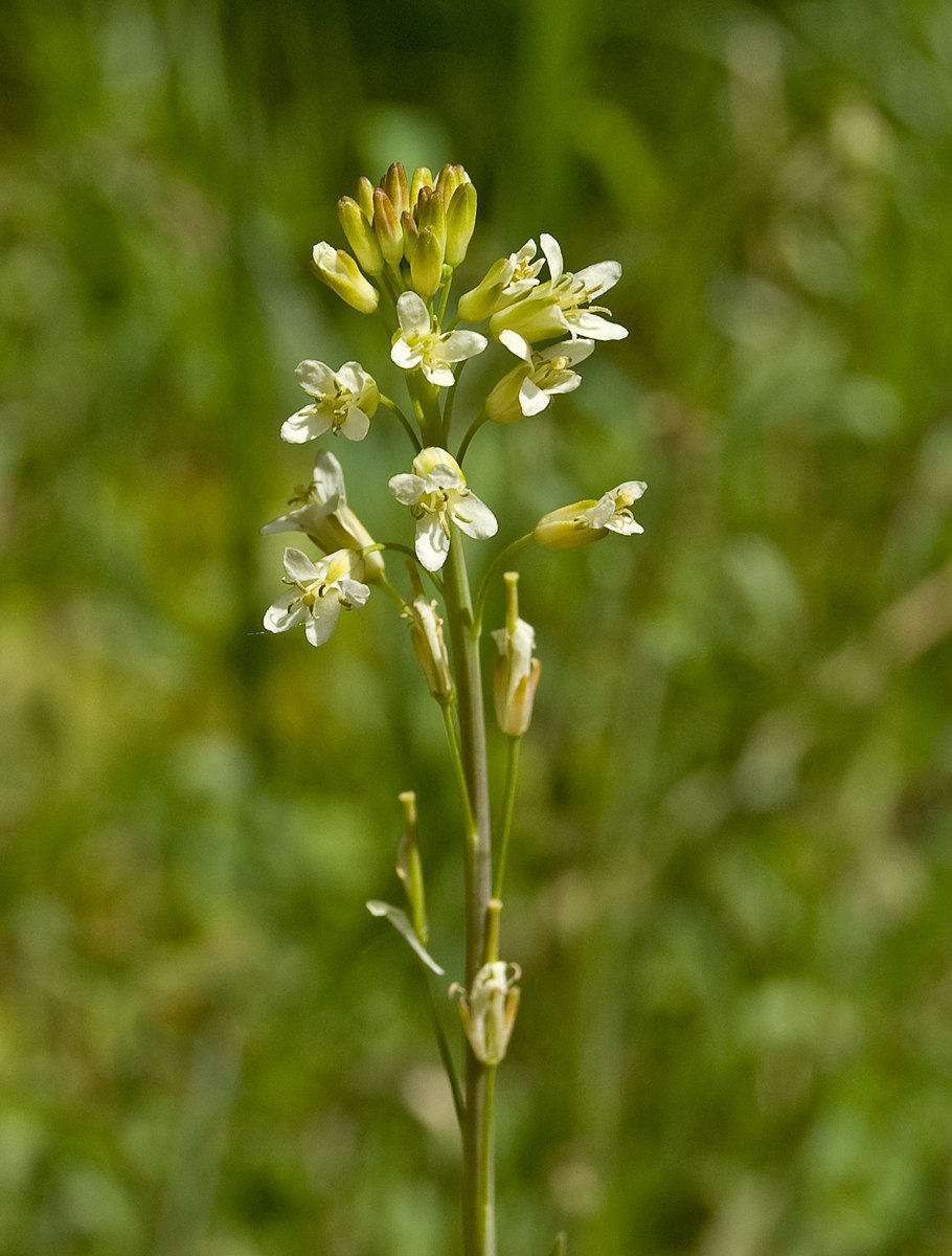 Бальзаморхиза сагиттата