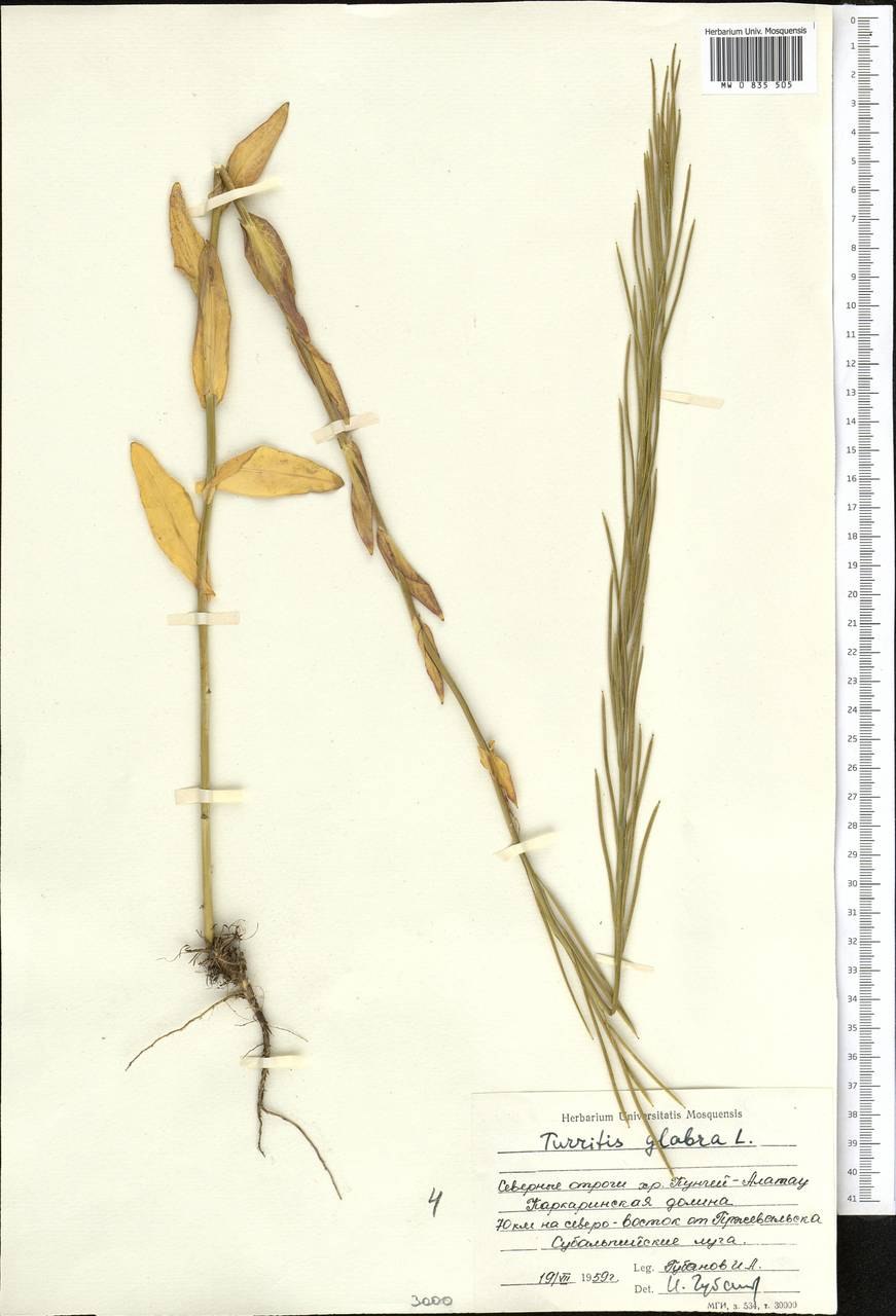 Вяжечка гладкая рисунок