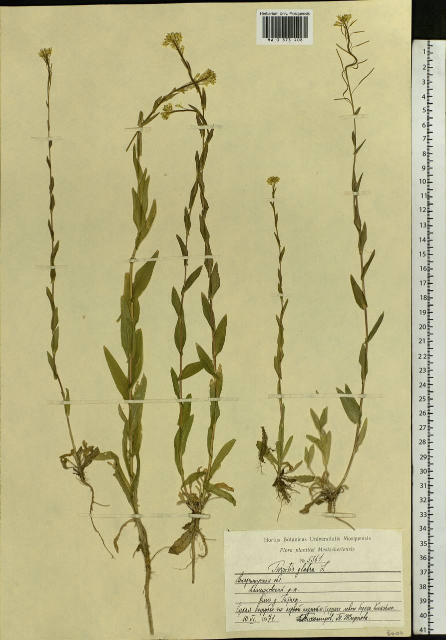 Вяжечка гладкая гербарий