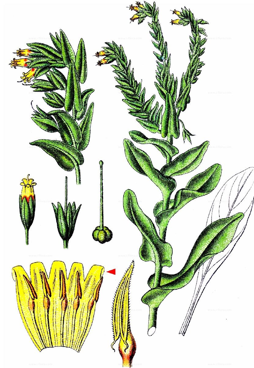 Brassica napus Ботанический рисунок