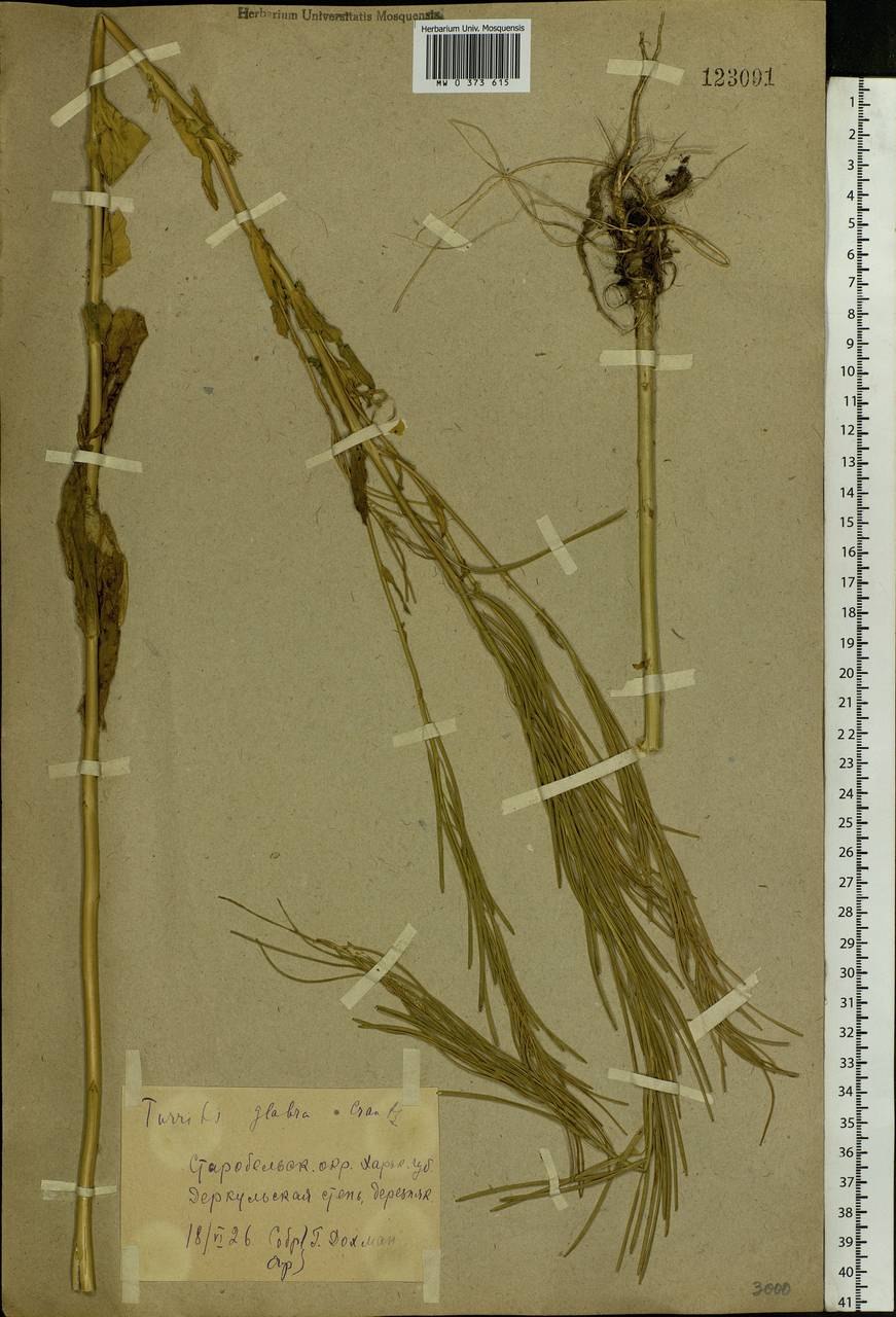 Рогач трава