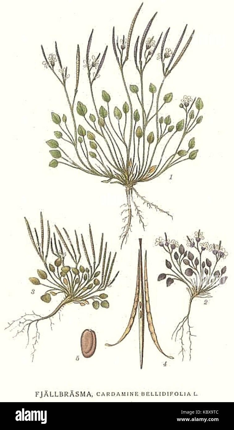 Cochlearia Danica Ложечница Датская