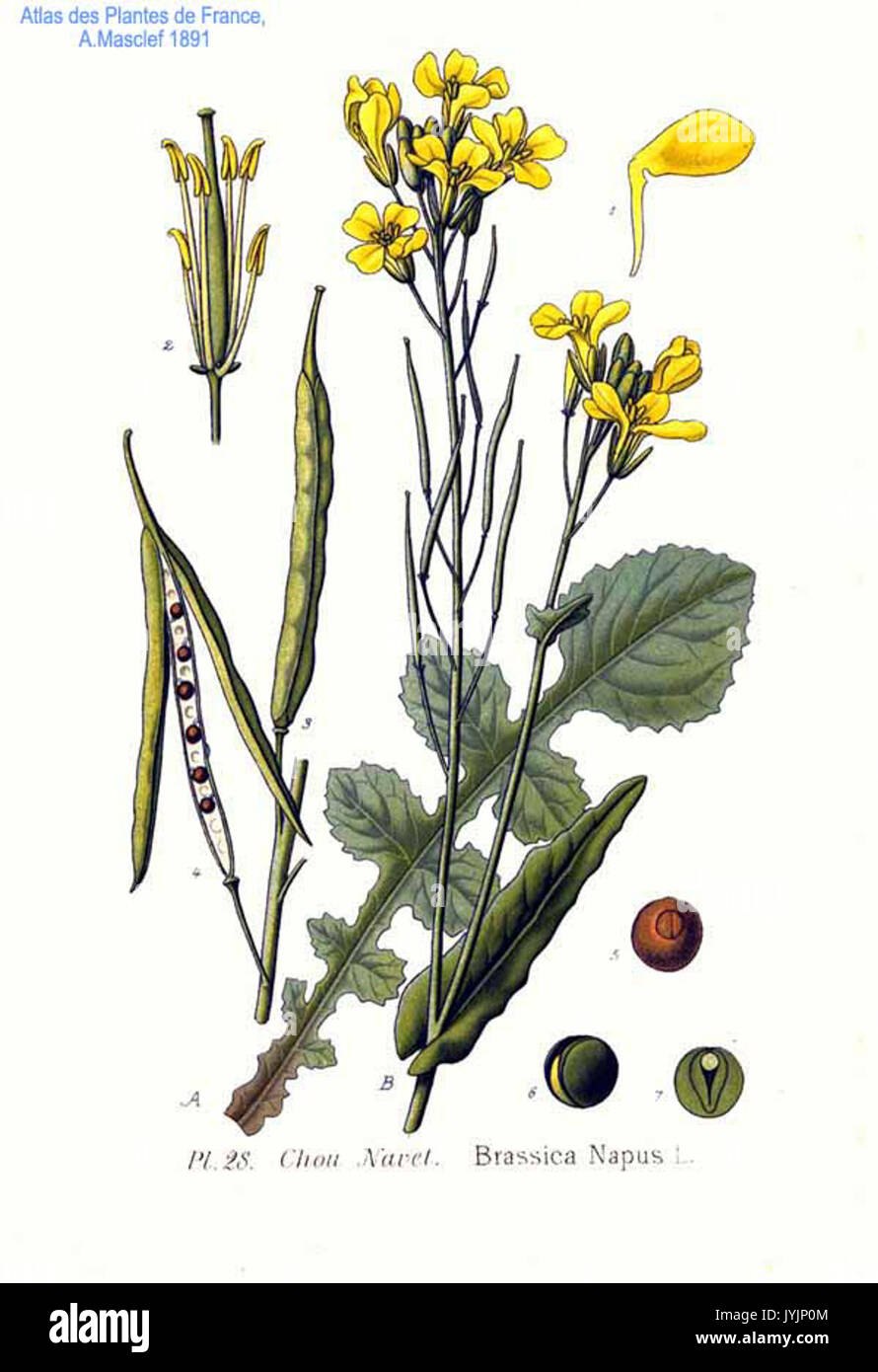 Вяжечка гладкая