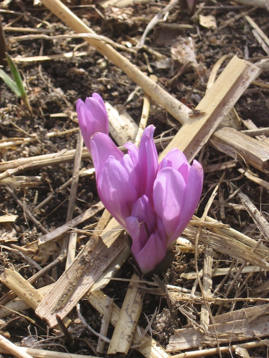 Нарцисс брандушка