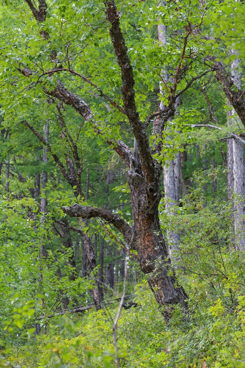 Береза Даурская черная