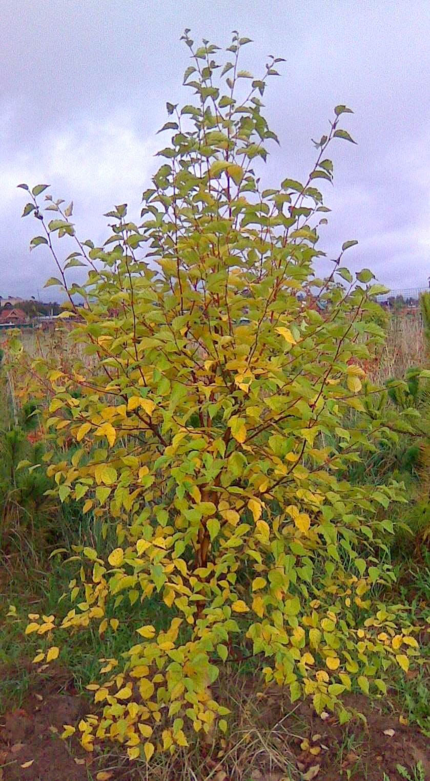 Берёза даурская