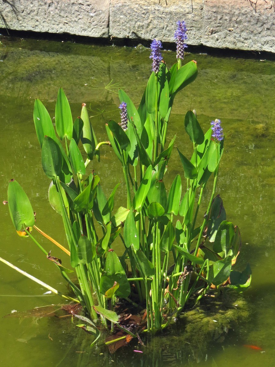 Понтедерия Pontederia cordata
