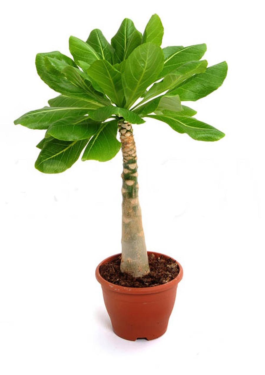 Бригамия в дикой природе