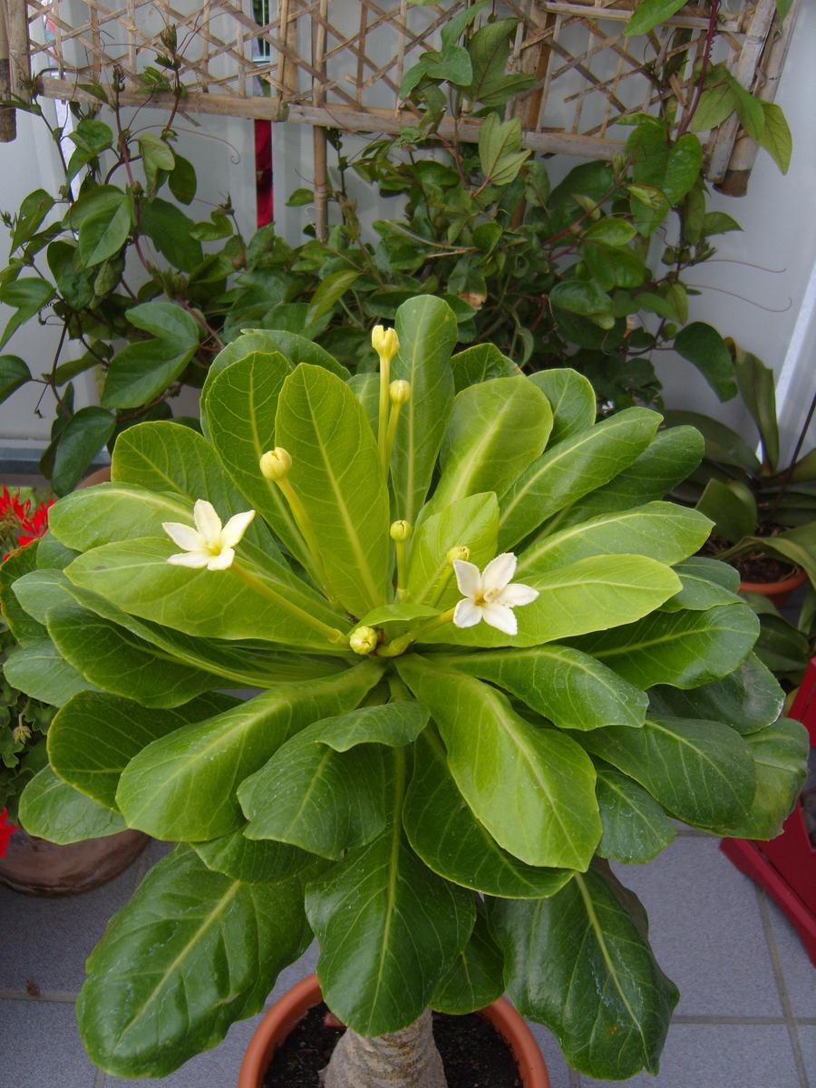 Бригамия светлозеленый лист