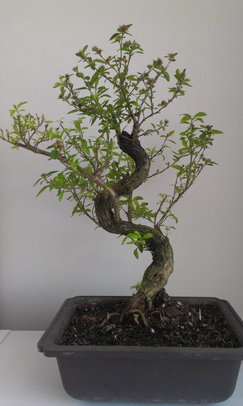 Кора Серисса бонсай