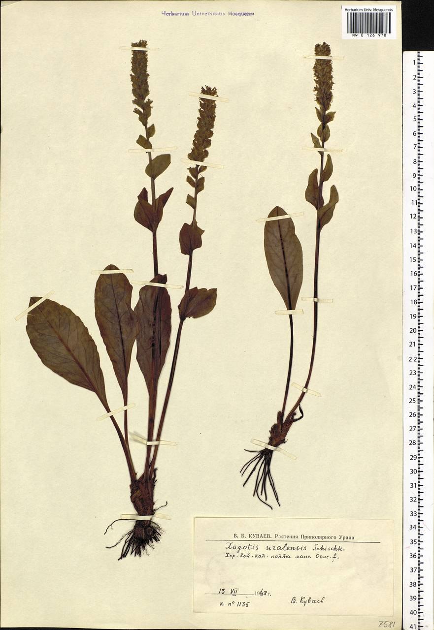 Астрагал Цингера