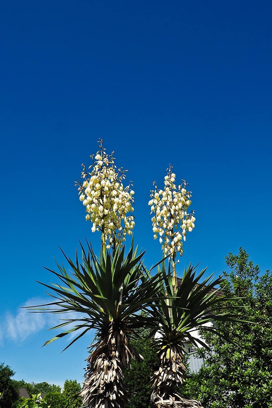 Юкка алоэлистная