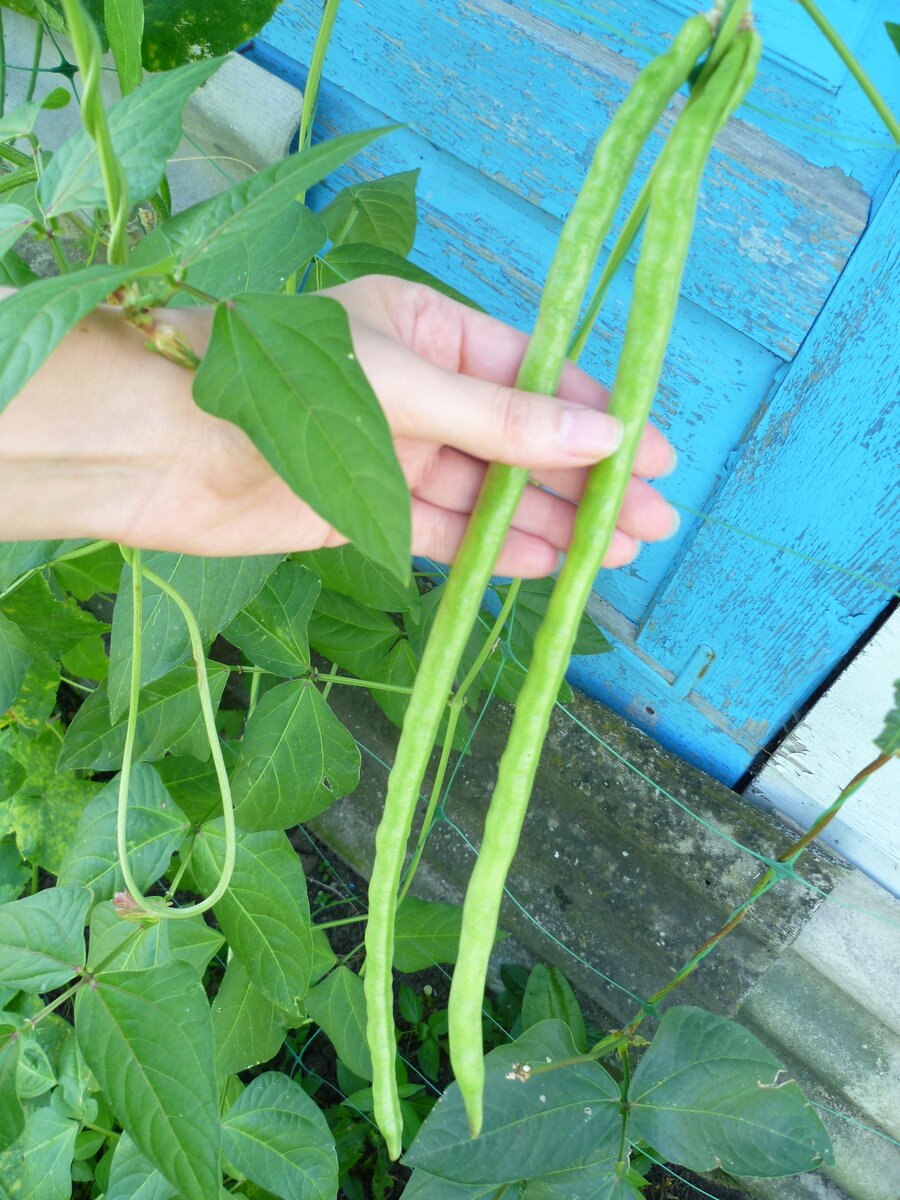 Фасоль спаржевая и стручковая