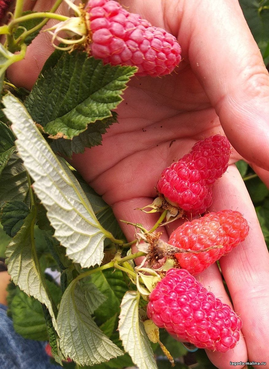 Малина сорт Вирджиния