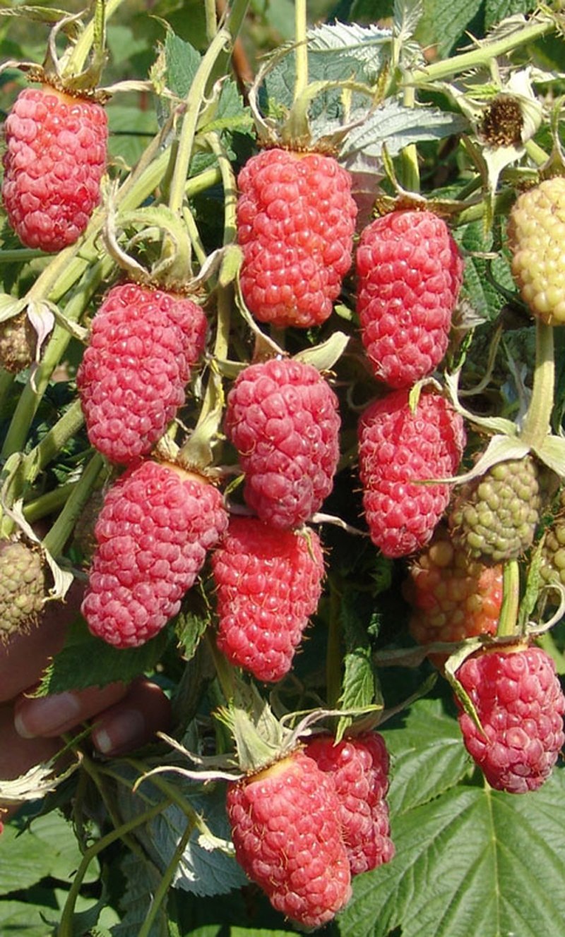 Малина крупноплодная Гусар