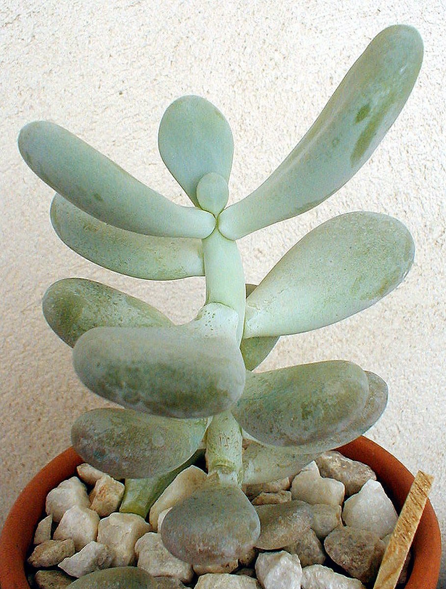 Пахифитум аметистиум