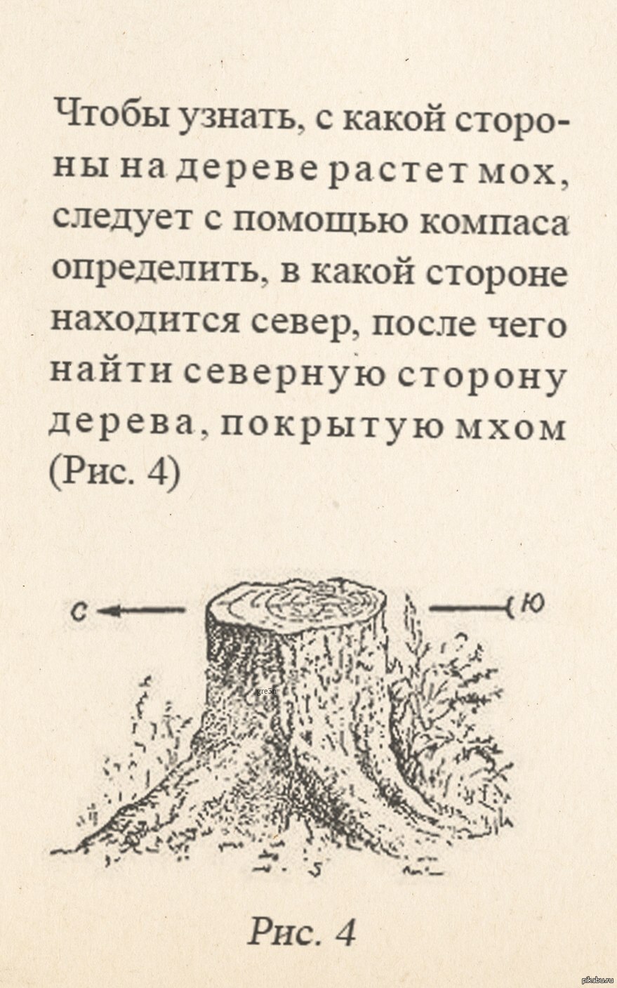 Мох с Северной стороны