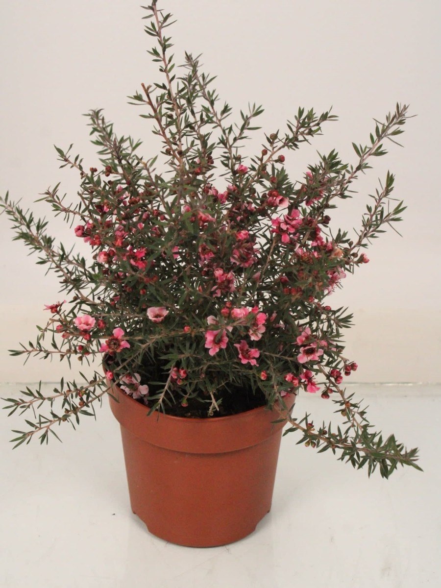 Leptospermum scoparium