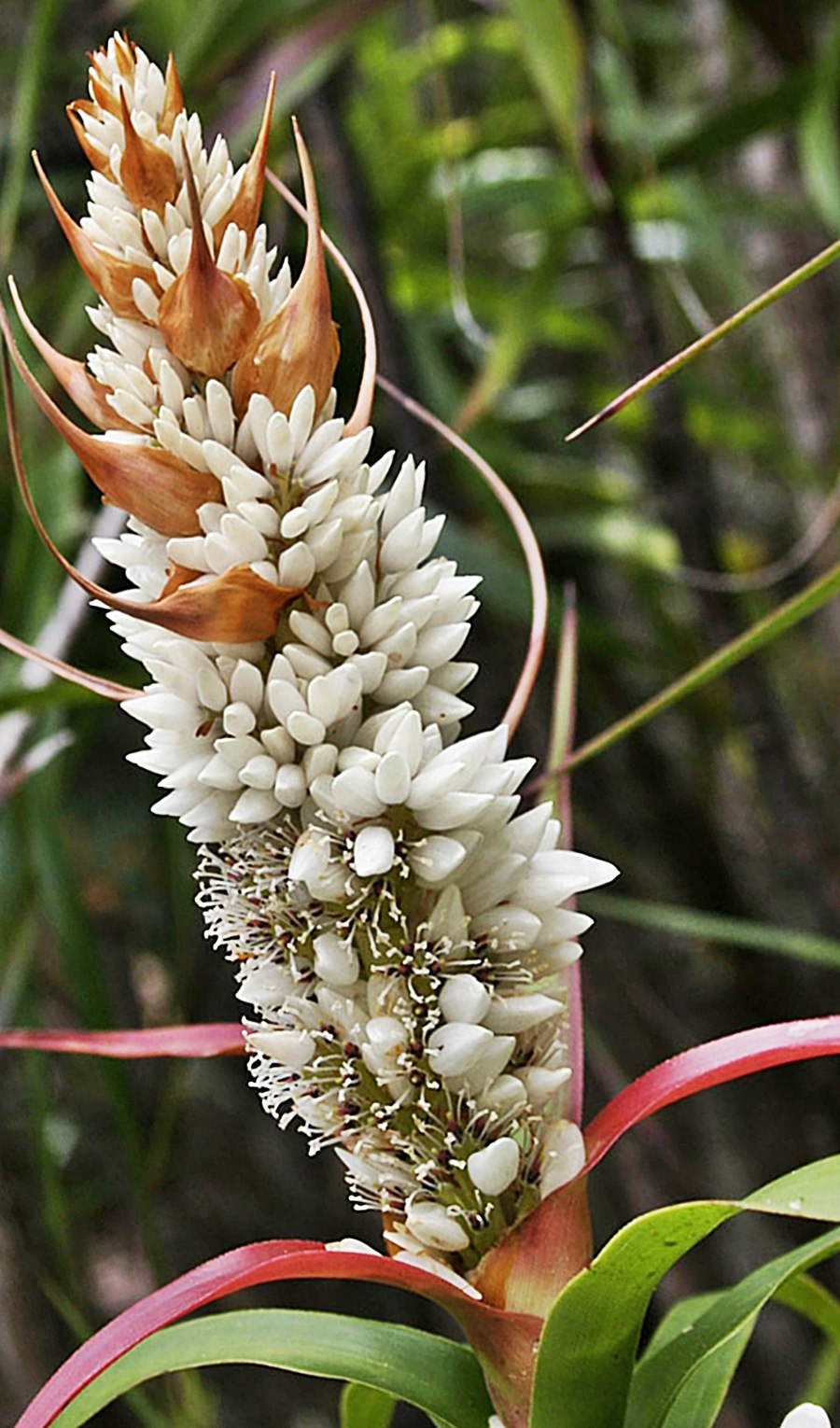 Метёльчатые кустарники многолетники астильба