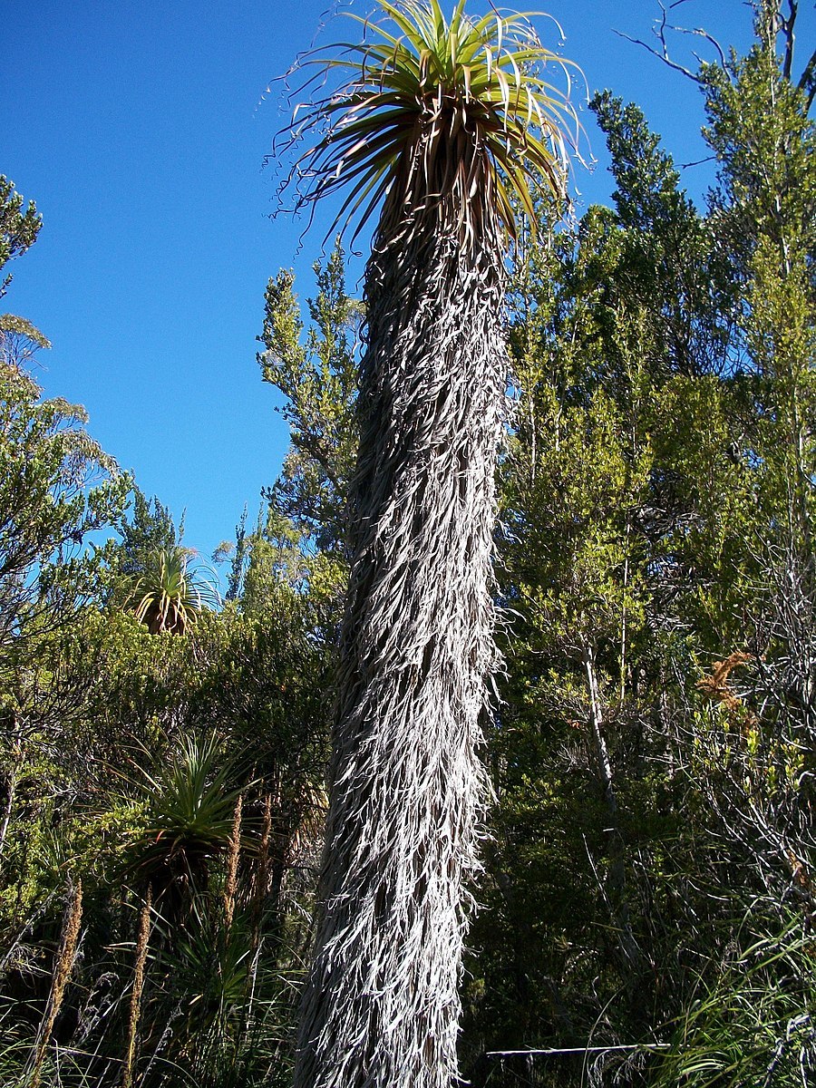 Richea pandanifolia
