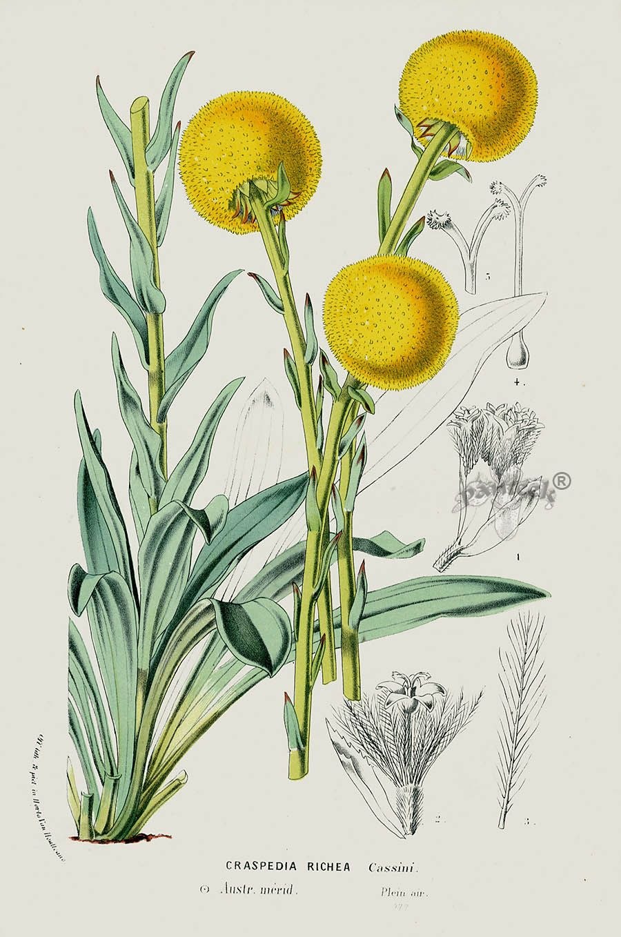 Ericales Ericaceae Erica species