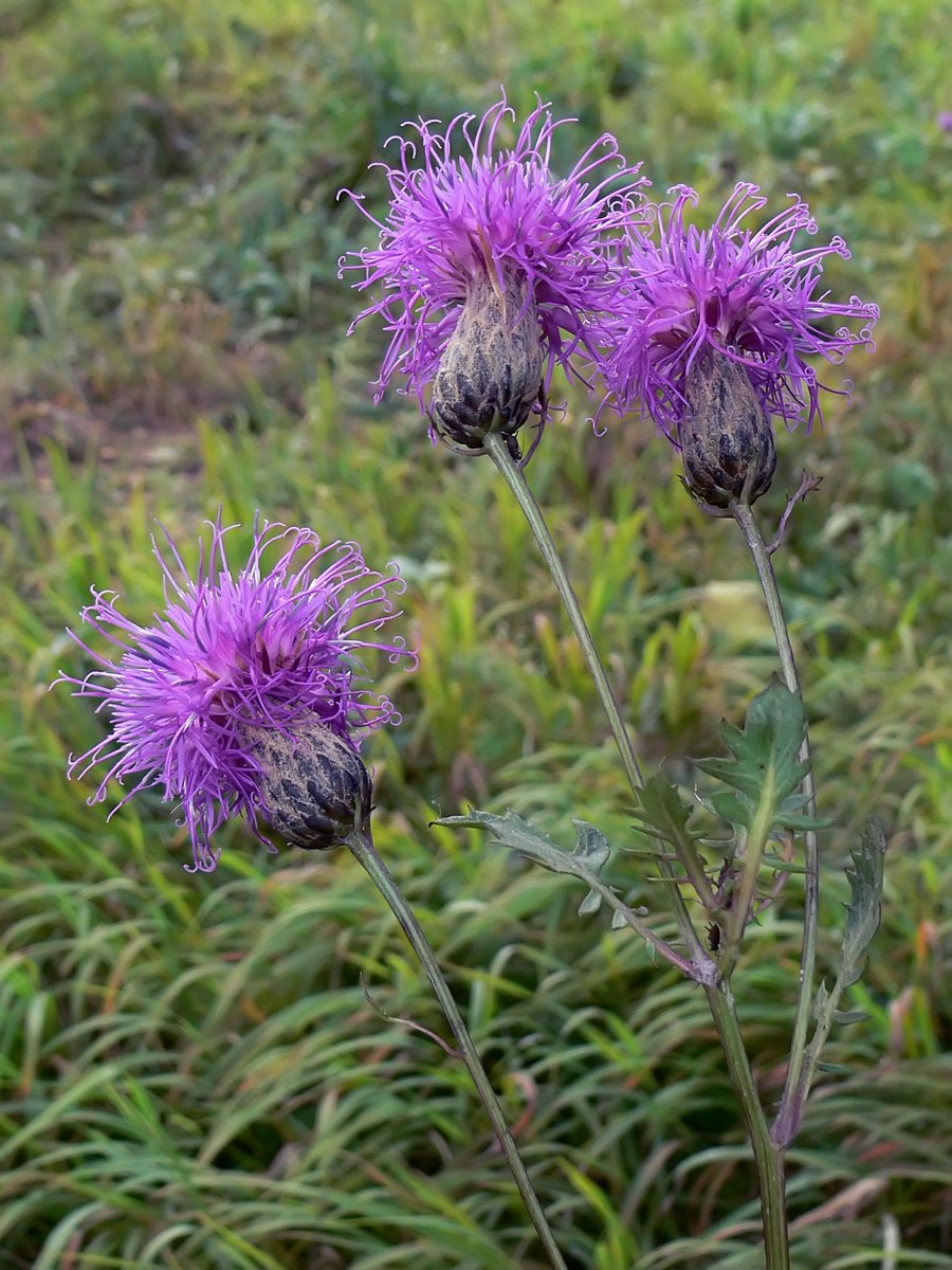 Серпуха Гмелина