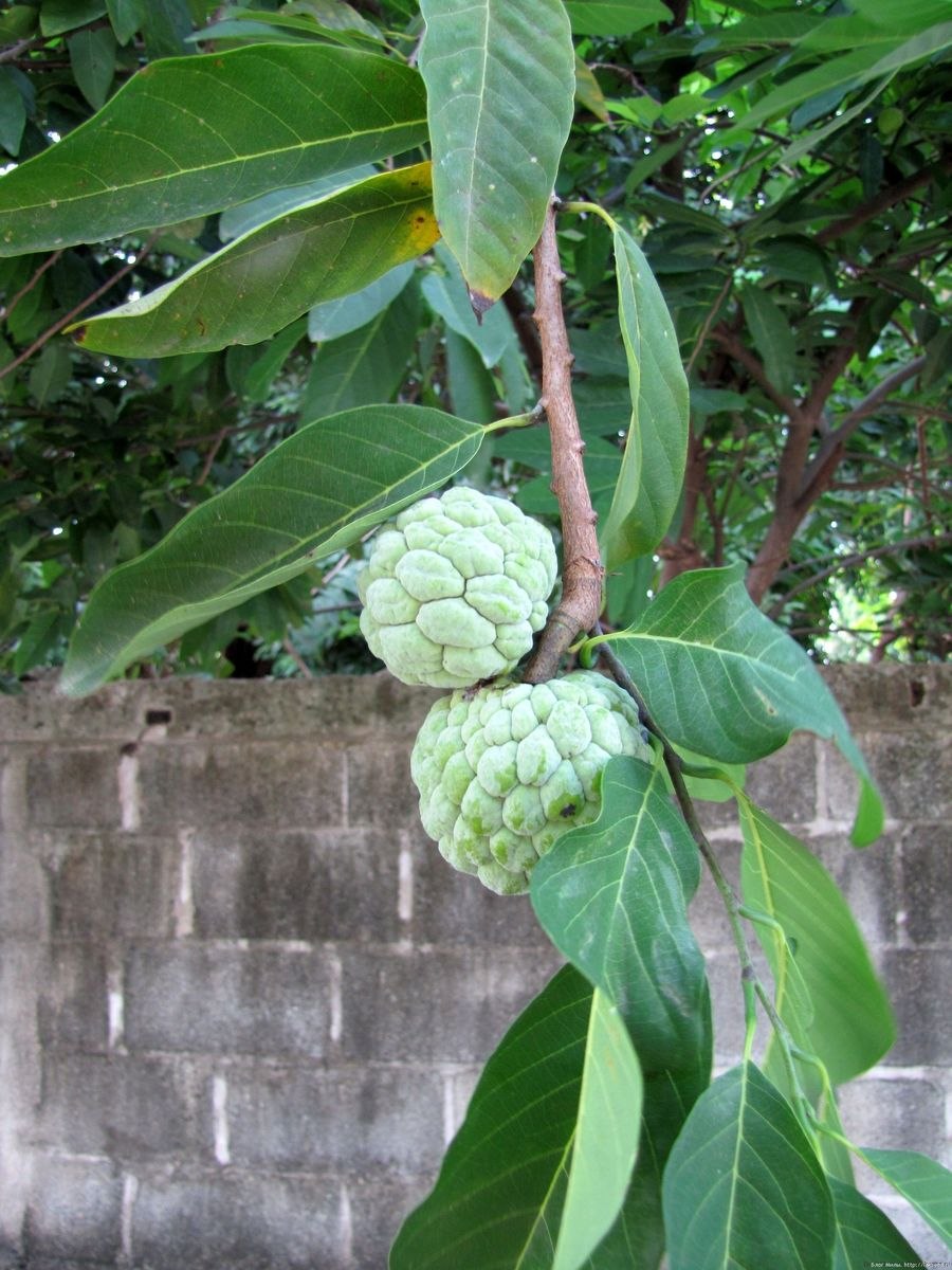 Custard Apple дерево
