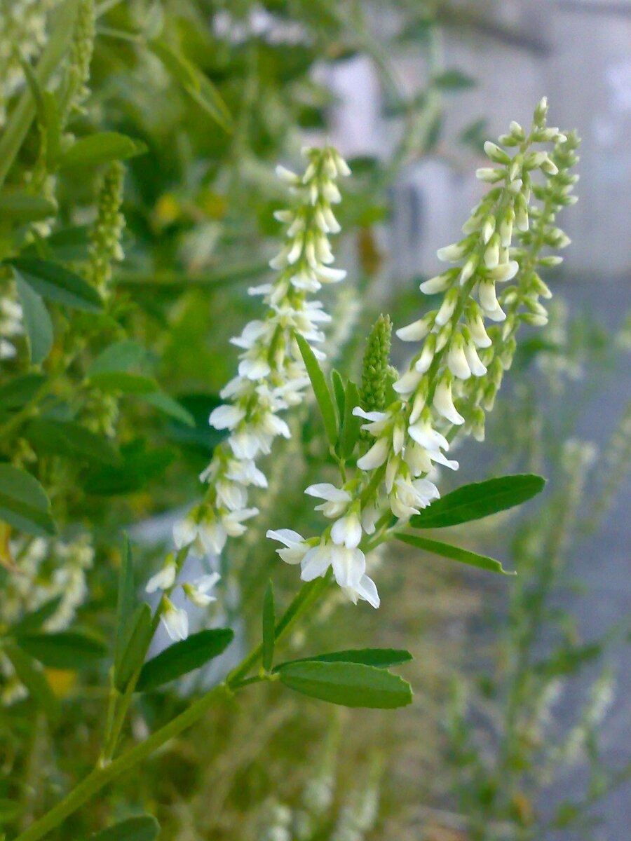 Melilotus Albus