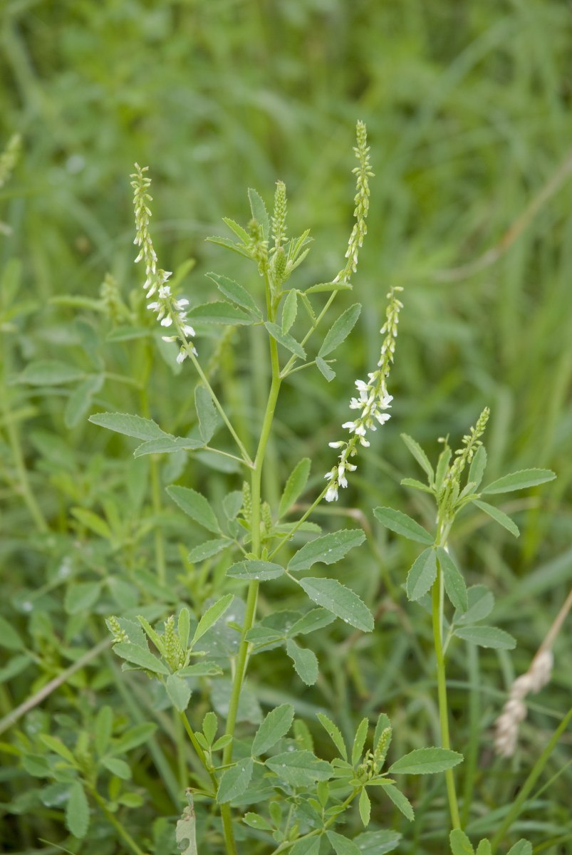 Донник буркун