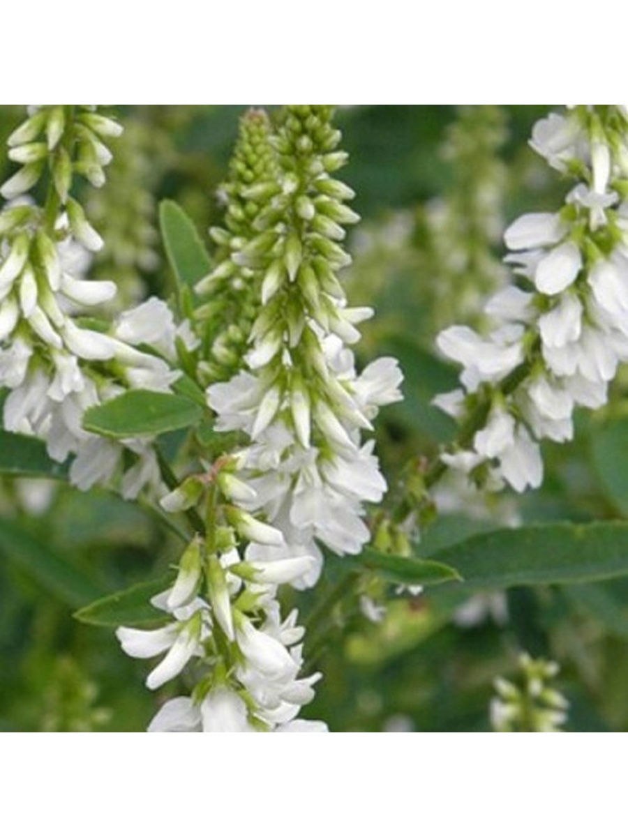 Донник сорняк