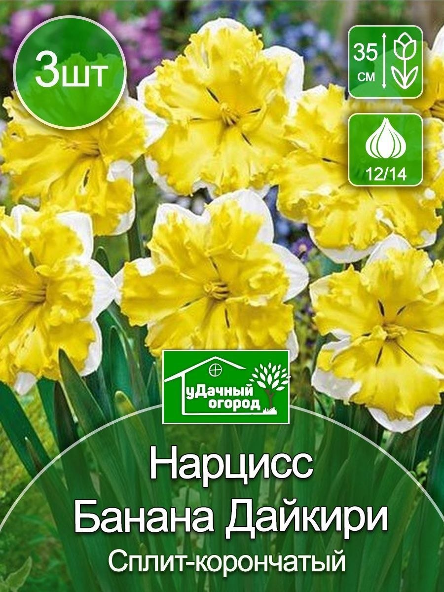 Крупнокорончатый нарцисс