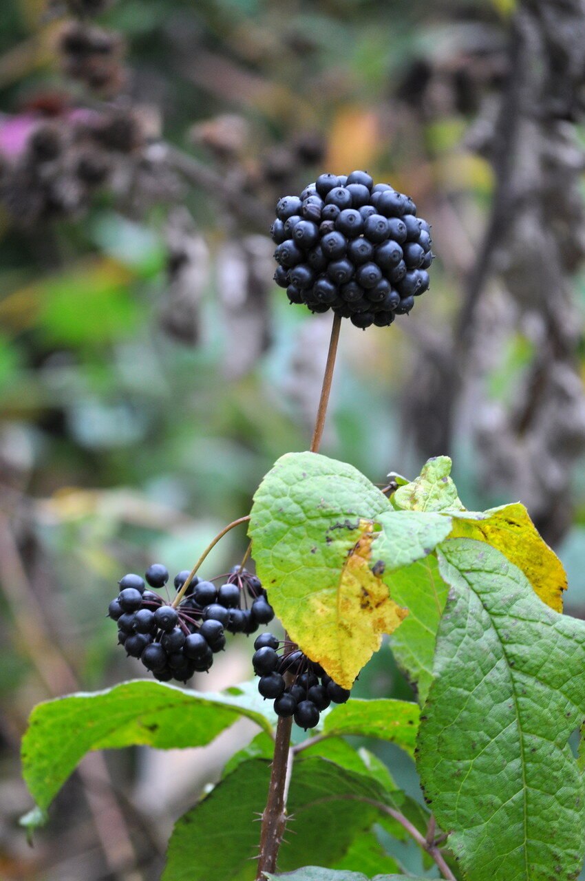 Растение элеутерококк колючий