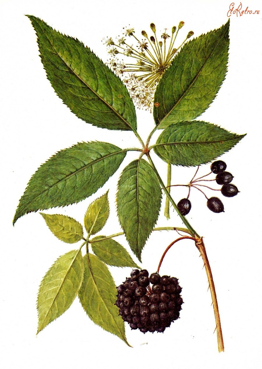 Сибирский элеутерококк