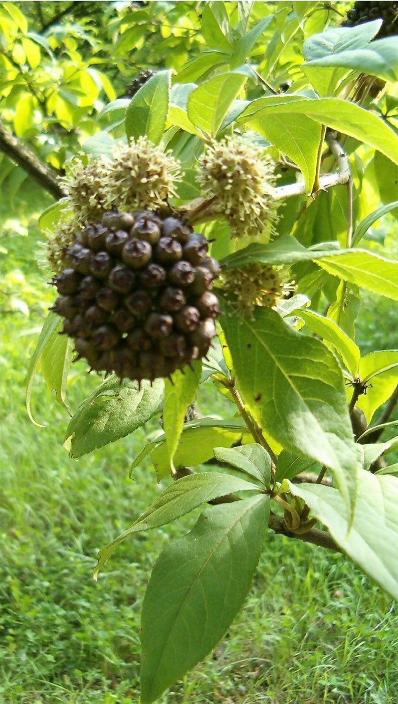 Элеутерококк колючий