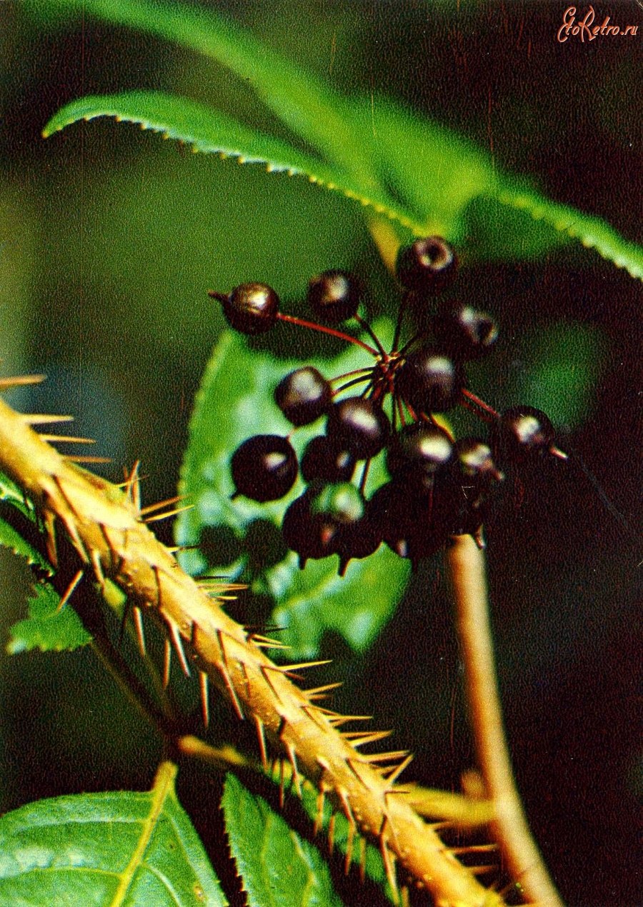 Элеутерококк колючий цветение