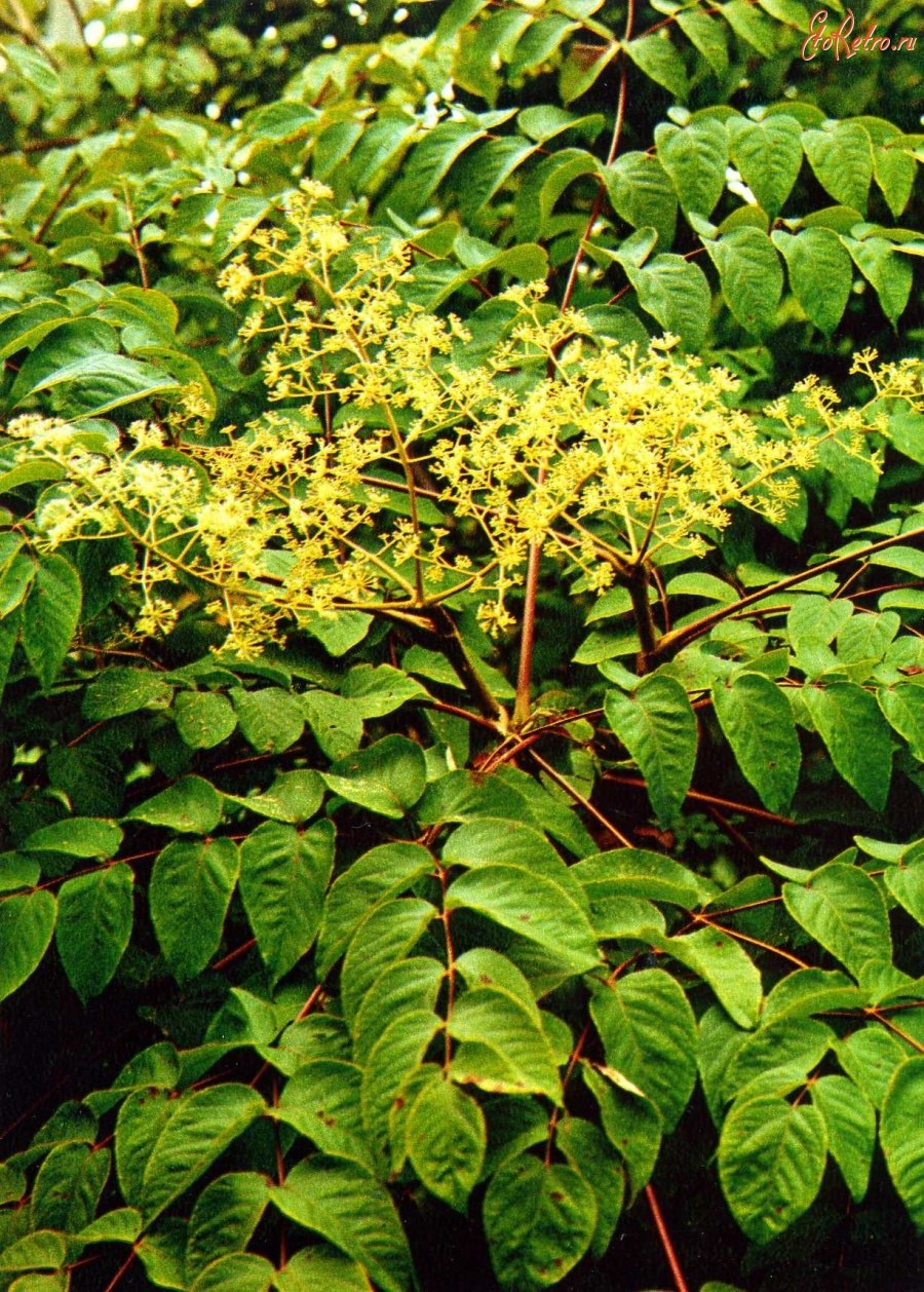 Аралия маньчжурская соцветие
