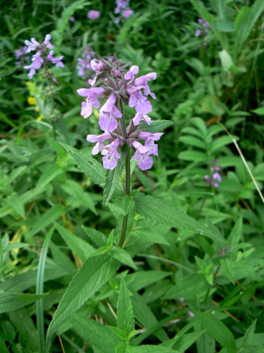 Чистец болотный Stachys palustris