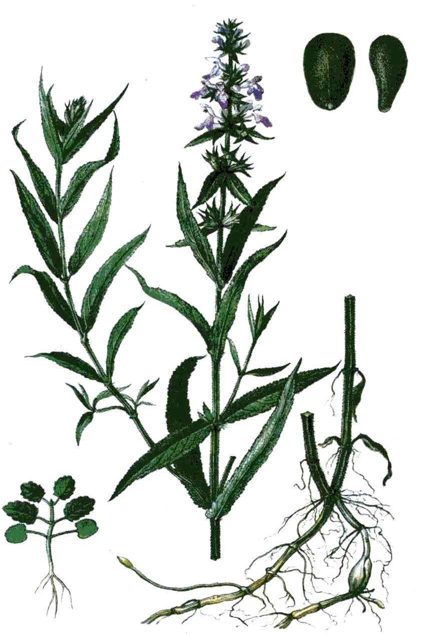 Чистец болотный Шандра