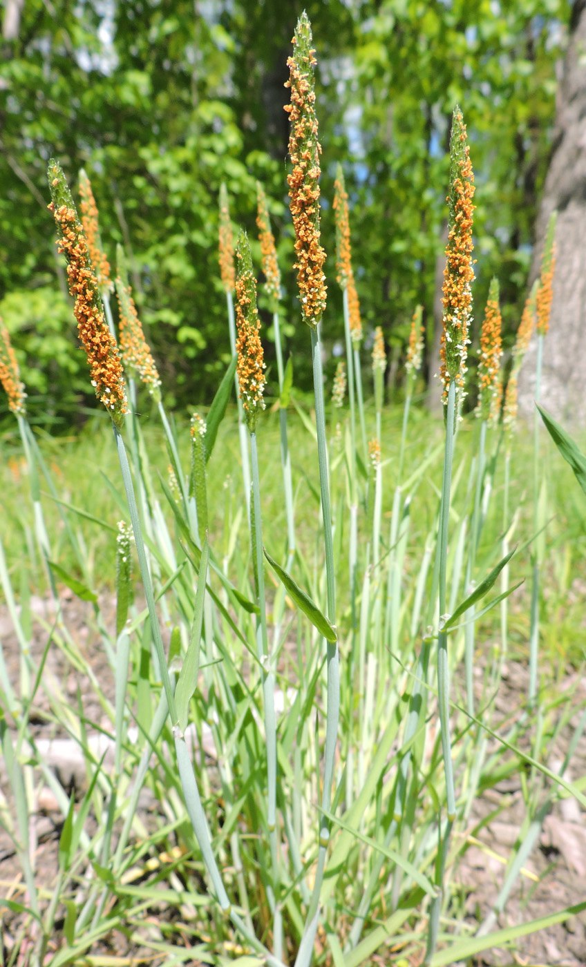 Лисохвост Луговой (Alopecurus pratensis).