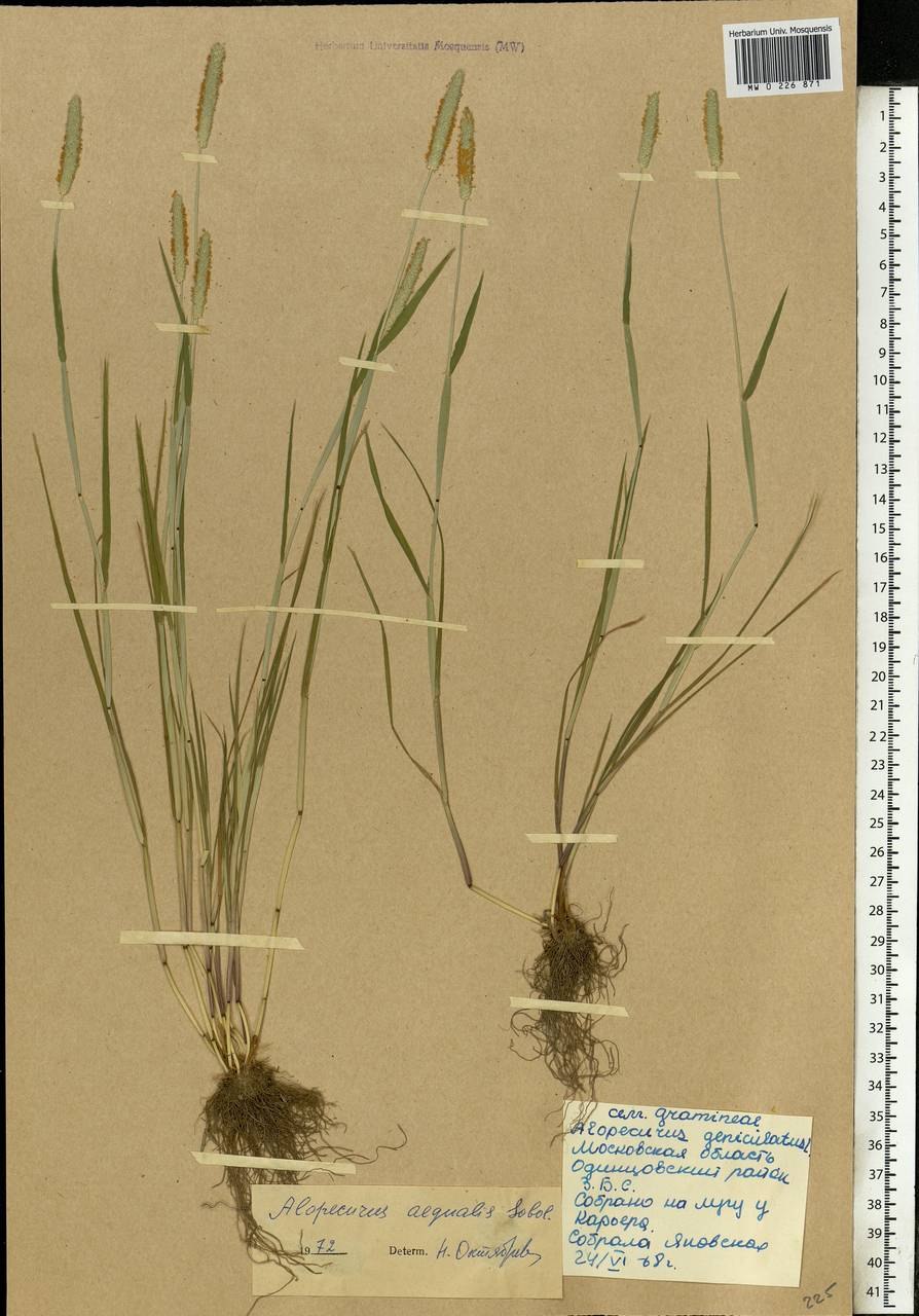 Лисохвост Луговой